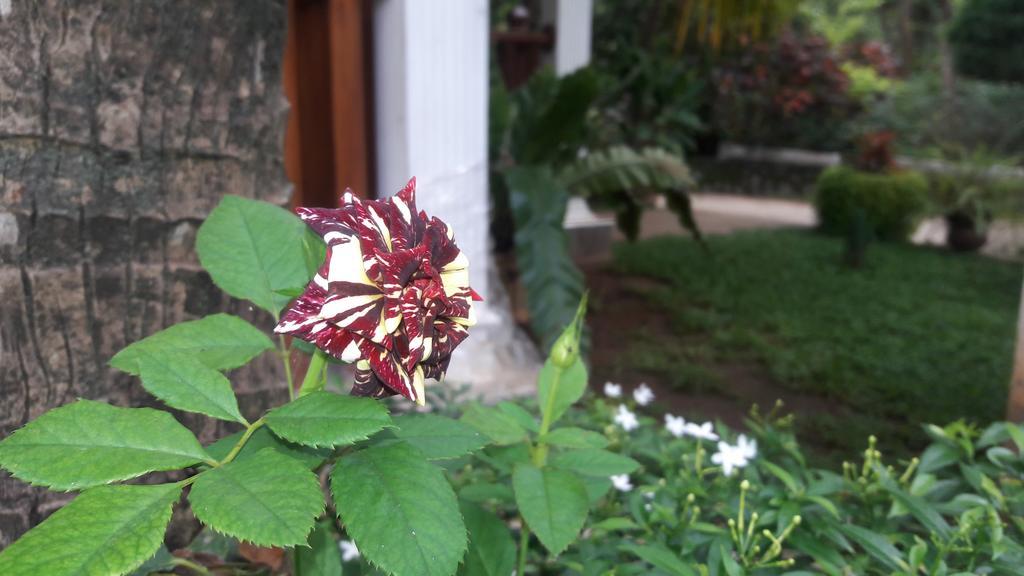 Sigiri Regal Residence Sigiriya Exterior photo